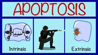 Apoptosis Deep Dive: Caspases Cascade; How Cells Commit Programmed Death (Advanced)