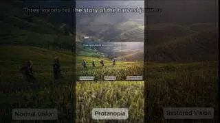 Mu Cang Chai: Morning Footsteps on the Rice Fields | Protanopia Simulation | Color Vision Physiology