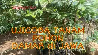 ujicoba tanam pohon damar di jawa