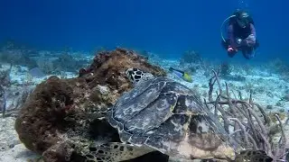 Beckys videos Cozumel Reef FEB 2025 in 4K gopro 11