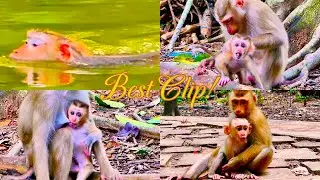 Best of the Day! Monkeys&rsquo; Daily Activities Caught on Camera. @monkeynaturekh