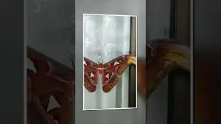 Beautiful Butterfly | Indian Beautiful butterfly | Lovely Nature | Beautiful Nature