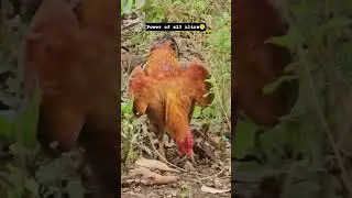 20X ZOOM in Samsung S23 Ultra #shorts #s23ultra #reels #hen #status #shortsfeed #viral #new