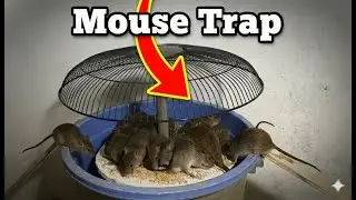 Homemade Mouse Trap Using a Bucket and Cage &ndash; Easy & Powerful &ndash; No Poison, No Glue, Super Effective!