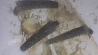 Stream Ecology Lab Data Collection