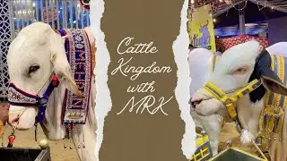 Karachi's Gaaye Bakra Bonanza: Eid al Adha Special | Moo-nificent Creations | Gaaye Mandi