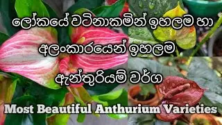 Most valuable & beautiful anthurium varieties - වඩාත්ම වටිනා සහ ලස්සන ඇන්තූරියම් වර්ග