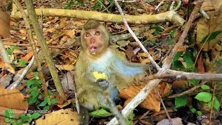 Help poor baby wild monkey, baby seems got trap and helping feeding food to baby and muma #KosolTV