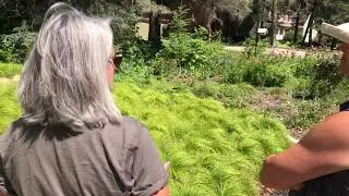 Dana Boyle Front Yard Restoration - Turf Conversion