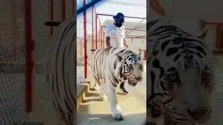 #animallover #lion #saveourtigers #dog #animalsavior