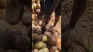 coconut stripping #viralvideo
