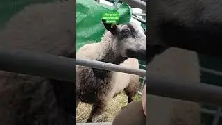 So shouty! #ferguson #agriculture #family #vintagetractor #tractor #sheep #overtherainbow #tune