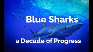Decade of Blue Shark Conservation in the Atlantic: The story so far