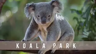 📍Koala Park | New South Wales | Australia