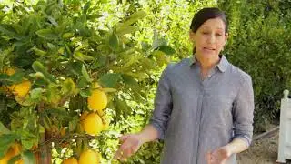 Harvesting Meyer Lemon Trees in Containers