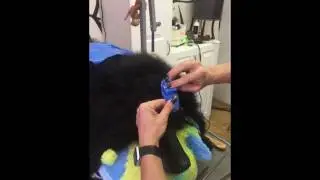Wrapping poodle top knot