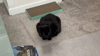 Cute Precious Piper is a Sweet and Unassuming Office Loaf - My Adopted Shelter Cat Vlog