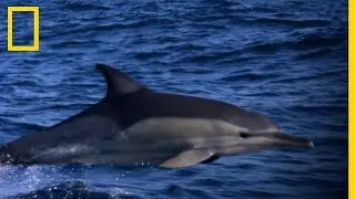Un dauphin pris en chasse par des orques