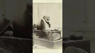 Hyksos sphinx of Amenemhat III from the 12th dynasty of ancient Egypt
