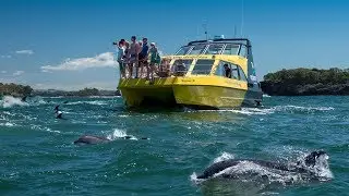 Swim With & View Dolphins with Explore Bay of islands