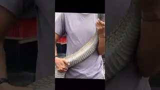 Anaconda🐍🐍🐍✅💀💀 #rerl #duet #rils funny