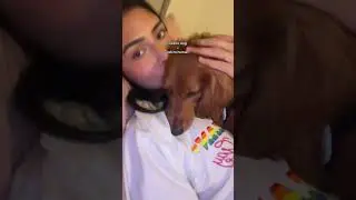Adorable Dog Cuddles and Affection#doglove #cuddles #petlife #dogaffection