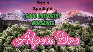 Alpen Dro - Strain Spotlight - Good Chemistry Nurseries
