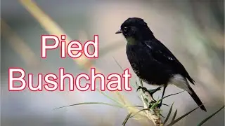 Pied BushChat | Indian Birds  | Different types of bushchats