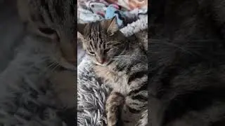 Johnny w&uuml;nscht euch ein sch&ouml;nes Wochenende ☀️ #cat #reality #cute