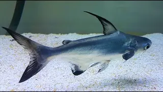 Beautiful Freshwater Paroon Shark