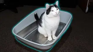 Litter Genie Platinum Litter Box - It's Huge