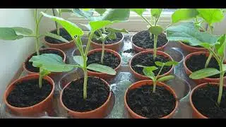 How To Look After Baby Plants UK 🇬🇧 House Plants Food
