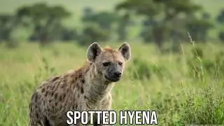 Spotted Hyena - Crocuta crocuta / Tanzania