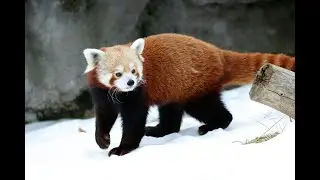 Wildlife & Nature - East Asia