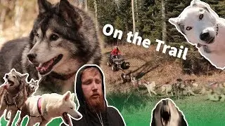 On the Trail with a pack of Huskies - Travel vlog Canada #3 (+Interview)