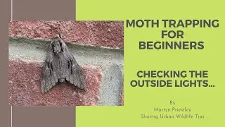 Moth Trapping for Beginners...Checking your outside lights for moths!