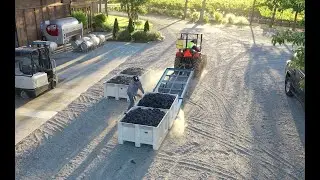 Harvest b-roll for Sullivan Rutherford Winery