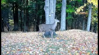 Backyard Trail Camera - October 02 to November 03, 2022