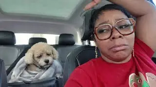Hairstylist Chronicles; My Dog had to go to the Pet Emergency