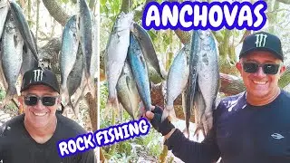 PESCARIA de ANCHOVA na PRAIA de NUDISMO em BUZIOS ROCK FISHING #fishing #fish #anchova #pesca