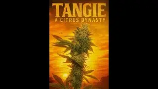 CITRUS DYNASTY: TANGIE 🍊