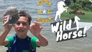 NC SHELLING  | Bird Shoals | Wild Horses | North Carolina Beach