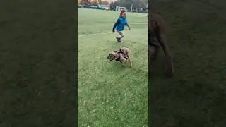 Tank the baby Corso moving faster getting bigger #babycorso #puppy #canecorso