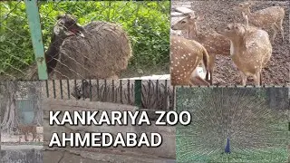 Kankariya Zoo White Tiger ||Ahmedabad kakarya zoo