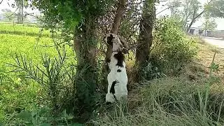 Goat crossing #goat Meeting #animalsbreeding beautiful crossing