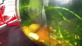 Brazilian water weed