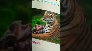 How is the movement of 'Save Tiger' relevant to us?🐅🐯 how to make #AnokhiChaudhary#🤩