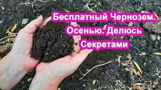Осенний Бесплатный Чернозем - Легко внесите ЭТО средство в почву, будет мягкая как пух.