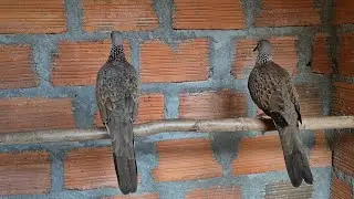 Gép Sinh Sản Bảo Tồn Chim Cu Gáy Sau Này