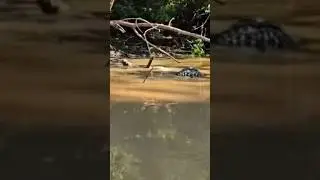 Large Black Caiman kills big Yacare Caiman